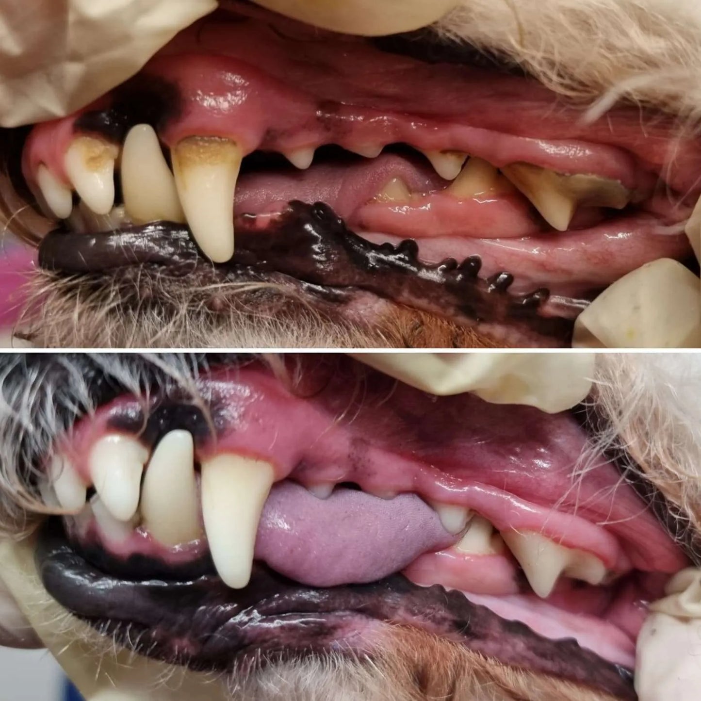 Pristine Paws™ Fresh Breath Oral Spray - Stops Bad Breath Instantly
